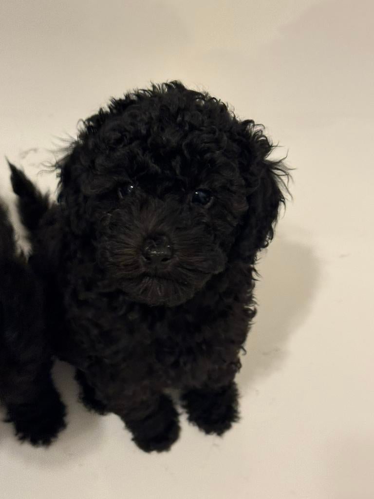 Toy poodle, Dieren en Toebehoren, Poedel, 15 weken tot 1 jaar, Parvo, Meerdere