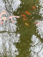 Vijver met vissen en filter 420x240, Ophalen, Gebruikt