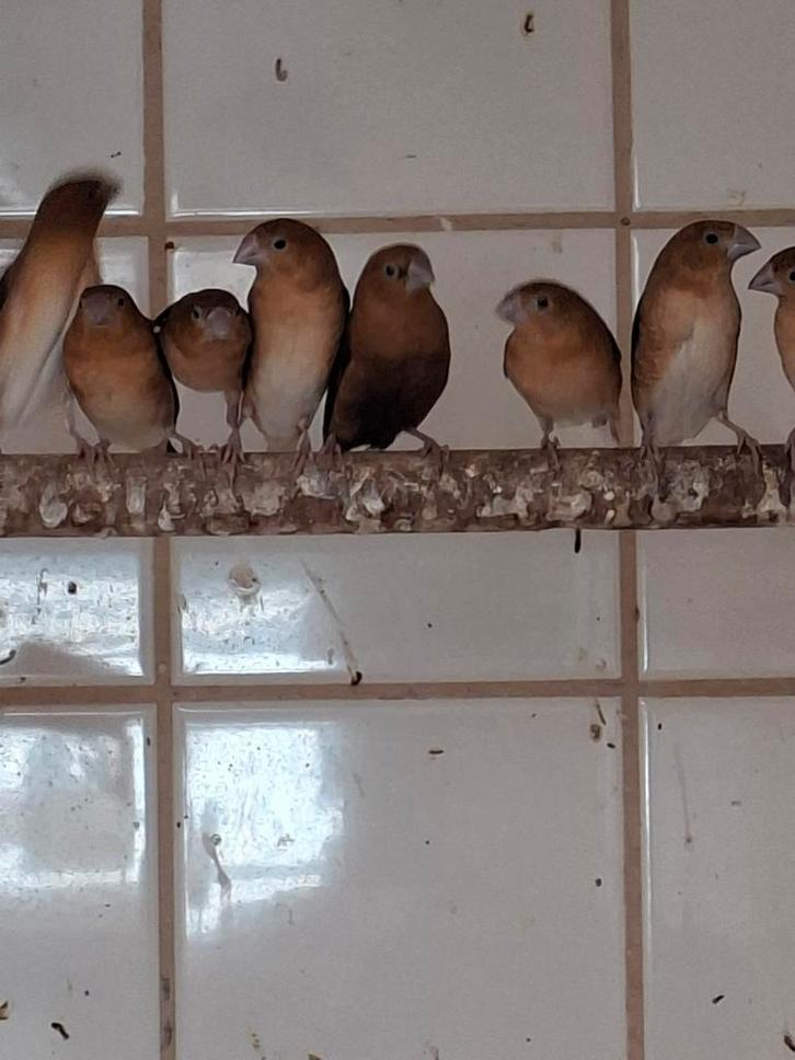 Te koop div tropen, Dieren en Toebehoren, Vogels | Overige Vogels, Meerdere dieren