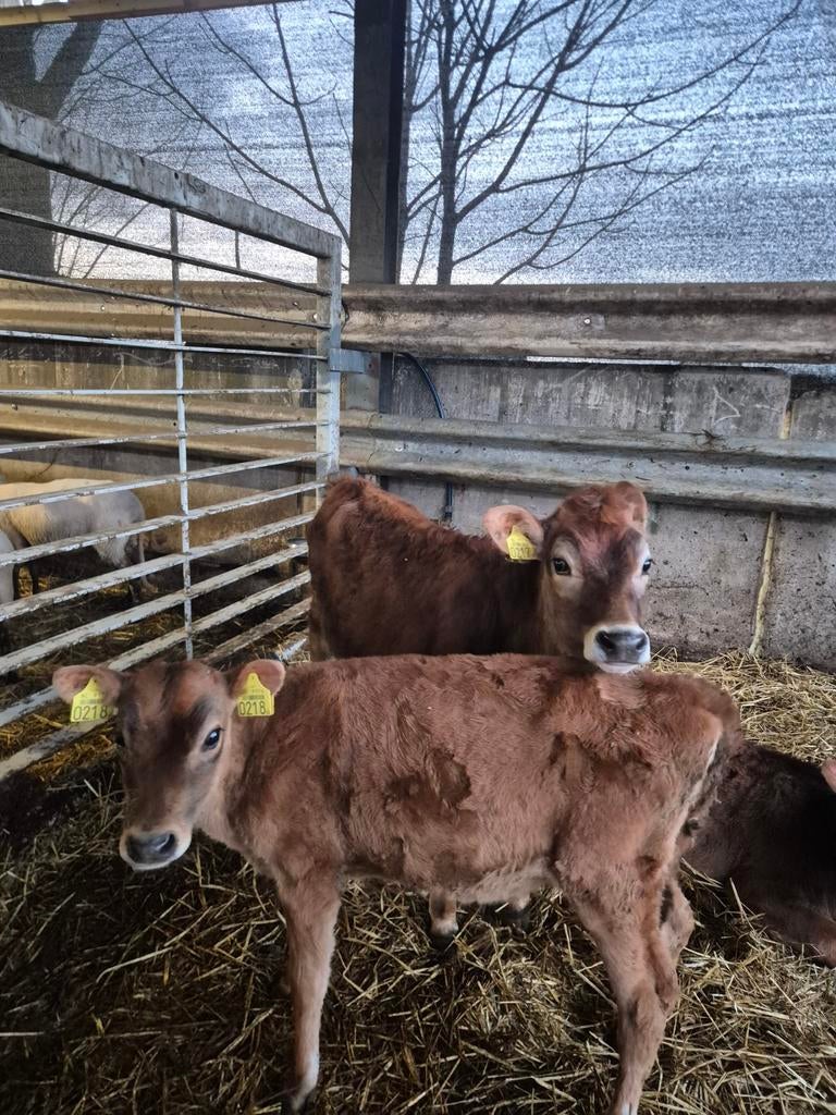 Jersey vaars kalveren, Meerdere dieren