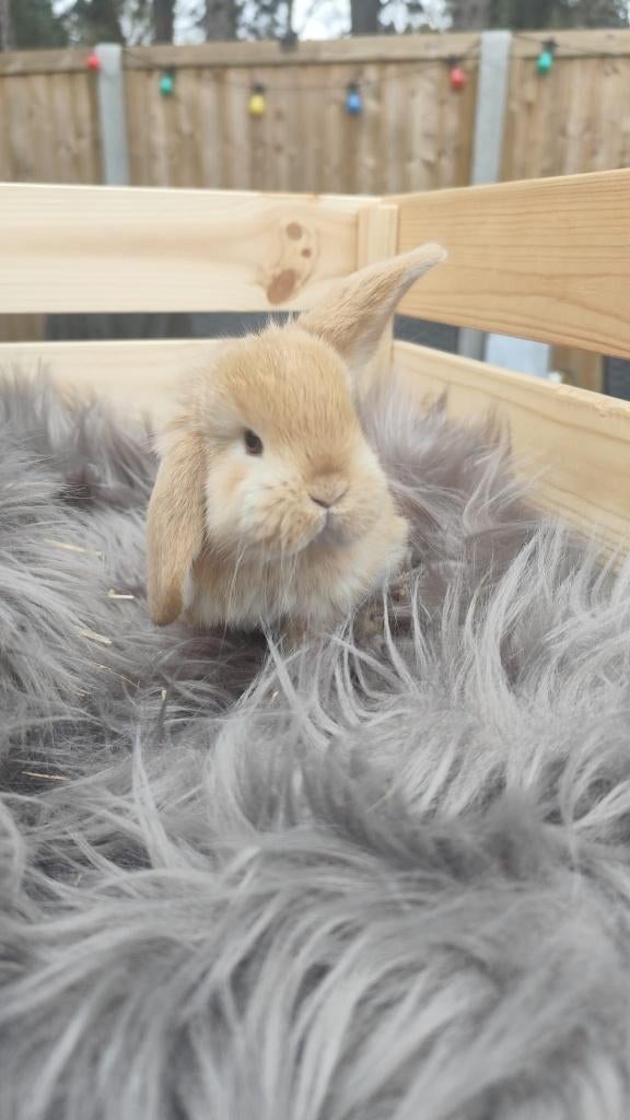 Franse Hangoren, Dieren en Toebehoren, Konijnen, Mannelijk, Groot, Hangoor, 0 tot 2 jaar