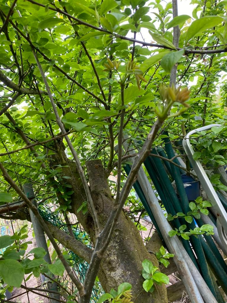 Walnoten boom tuinplanten per pot 15€, Tuin en Terras, Planten | Bomen, Ophalen of Verzenden, Lente, Volle zon, Overige soorten