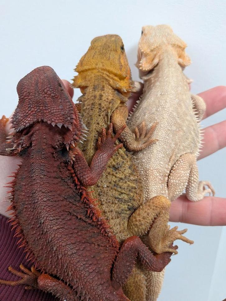 Pogona vitticep -- RM, Red hypotrans, citrus, zero dunner Bearded Dragon - unknown for sale from MD-ReptilePassion