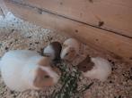 Jonge cavia, (nog 1 beertje beschikbaar), Dieren en Toebehoren, Meerdere dieren, Tam, Maart, Cavia