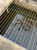 Koi karpers vissen, Karper of Koi