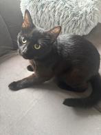 Vrouwtjes kat, Dieren en Toebehoren, Poes