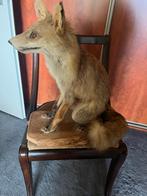 Opgezetten vos, Oktober, Geslacht onbekend