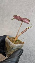 Alocasia Pink Dragon Stardust Variegata, Ophalen of Verzenden, Halfschaduw, Minder dan 100 cm