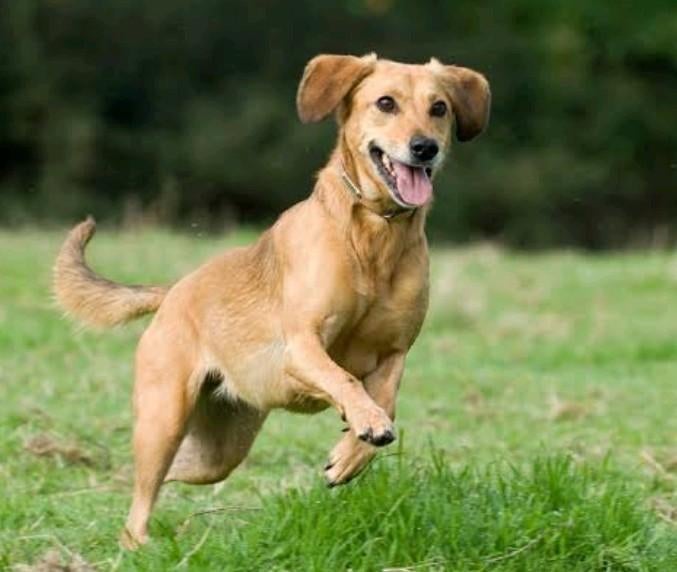 Hondenuitlaatservice, Dieren en Toebehoren, Januari, Meerdere dieren