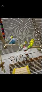 Parkieten, Meerdere dieren, Parkiet