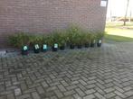 Fargesia Rufa, niet woekerende bamboe!!!, Ophalen, Bamboe, Haag, 100 tot 250 cm