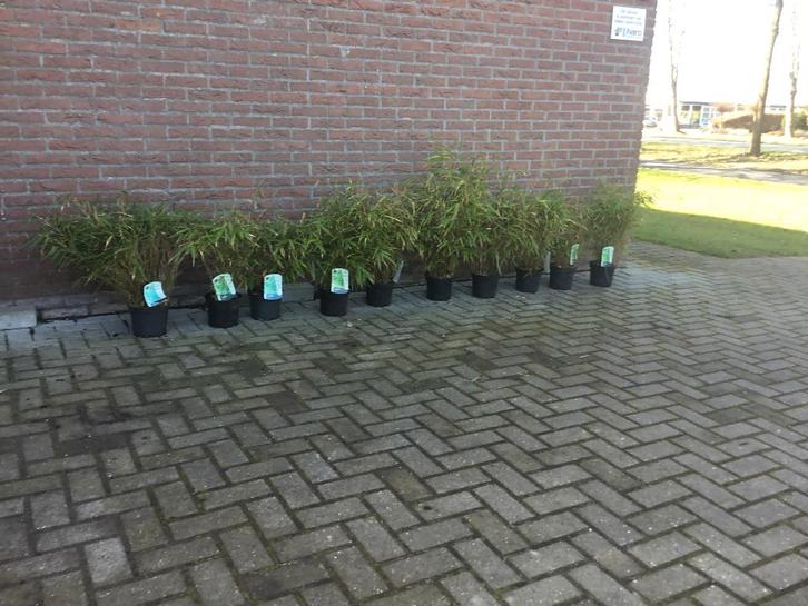 Fargesia Rufa, niet woekerende bamboe!!!, Tuin en Terras, Planten | Struiken en Hagen, Haag, Bamboe, 100 tot 250 cm, Ophalen