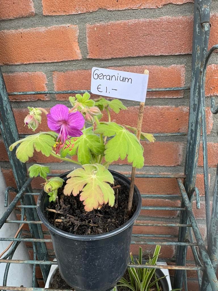 Geranium, Tuin en Terras, Planten | Tuinplanten, Halfschaduw, Ophalen