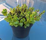 Munt plantje /aardbeien plantjes / citroen plantje, Tuin en Terras, Planten | Tuinplanten, Ophalen, Zomer, Vaste plant, Volle zon