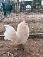 Koppel Antwerpse baardkrielen, Dieren en Toebehoren, Meerdere dieren, Kip