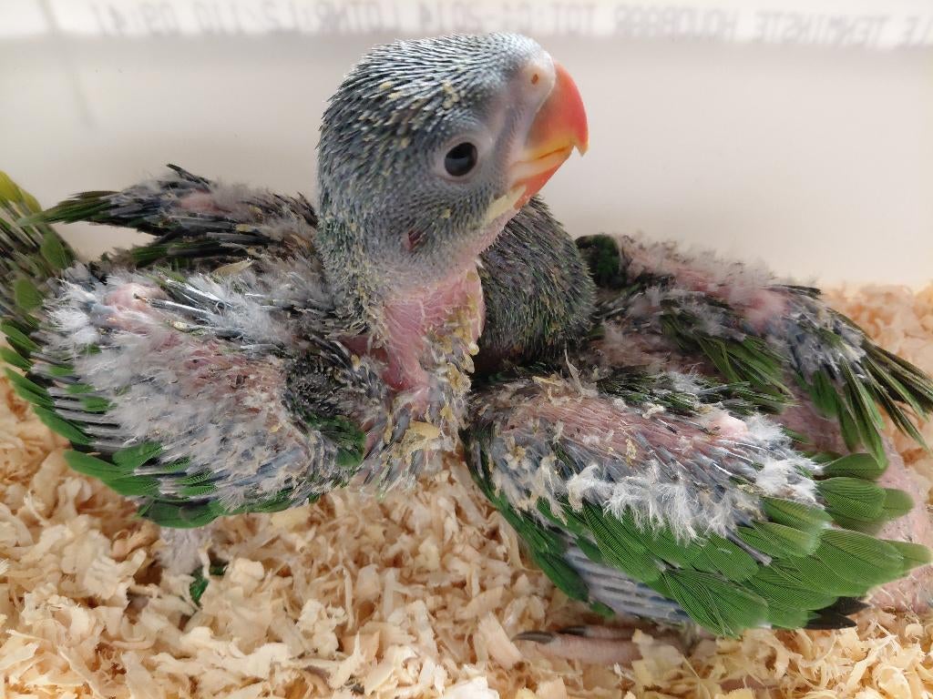 2 baby Grote Alexanderparkieten ; prachtig tam., Dieren en Toebehoren, Vogels | Parkieten en Papegaaien, Parkiet, Geslacht onbekend