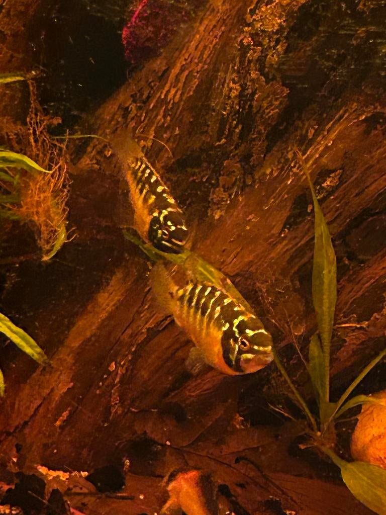 Koppeltjes Ivanacara bimaculata, Vis