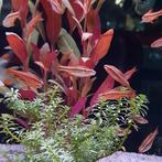 Capoeta titteya, Dieren en Toebehoren, Vissen | Aquariumvissen, Vis