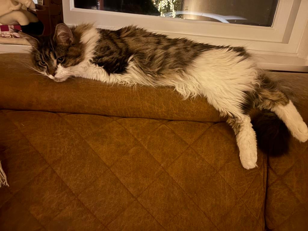 Mooie Maincoon, Dieren en Toebehoren, Katten en Kittens | Raskatten | Langhaar, Kater, Gechipt