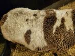 Wol / vachten gratis af te halen, Meerdere dieren, Schaap
