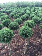 Conifeer bol op stam ( Cham. Whitespot ), Tuin en Terras, Volle zon, Vaste plant, Bloeit niet, Ophalen