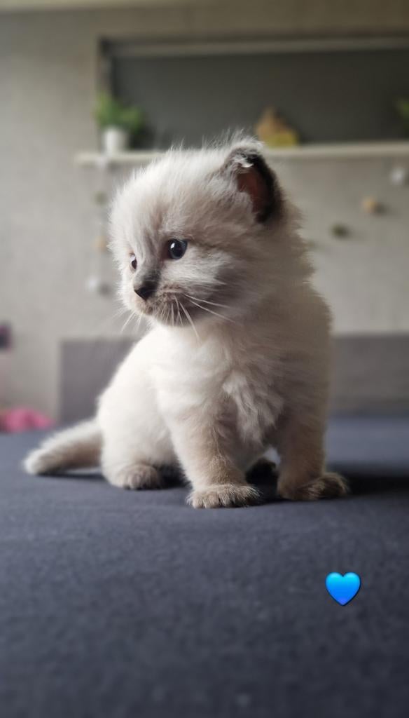 2 mooie Ragdoll kittens (seal point) beschikbaar vanaf 12-6, Dieren en Toebehoren, Katten en Kittens | Raskatten | Langhaar, Meerdere dieren