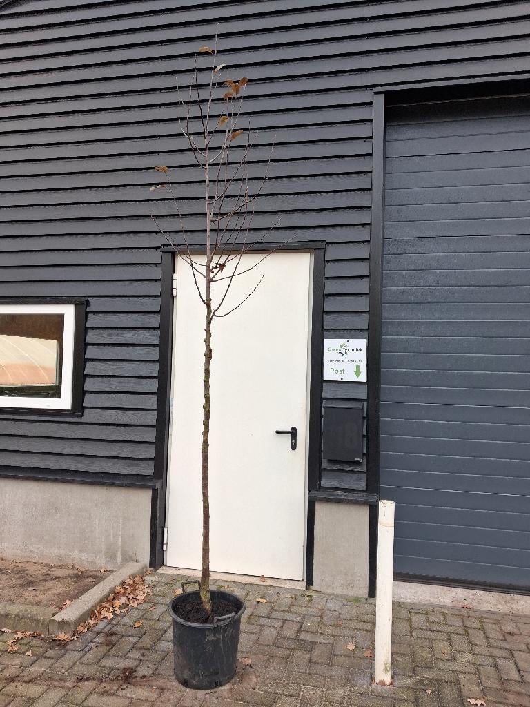 Malus mokum boom (sierappel), Lente, 100 tot 250 cm, Volle zon, In pot