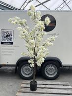MEGA DEAL! 175cm kunstbloesemboom wit, Ophalen of Verzenden, Volle zon, Overige soorten, 100 tot 250 cm