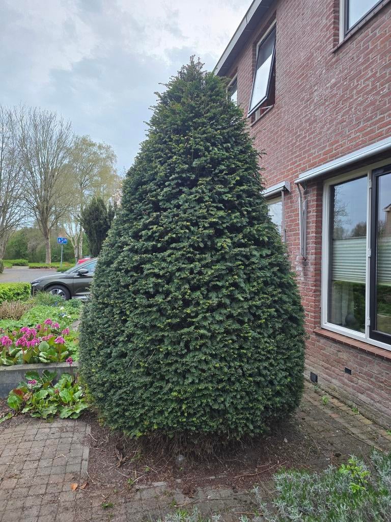 Grote conifeer/taxus ongeveer 3,5 meter, Volle zon, Vaste plant, Bloeit niet, Ophalen