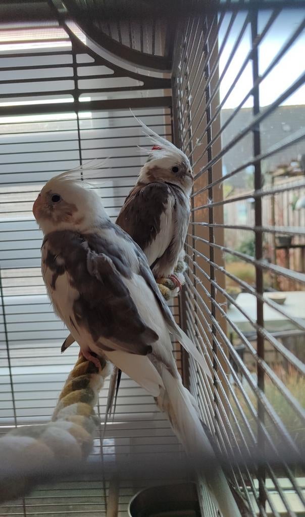 Twee jonge valkparkieten met grote nieuwe kooi, Dieren en Toebehoren, Vogels | Parkieten en Papegaaien, Meerdere dieren, Parkiet