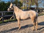 Prachtige lieve veelzijdige palomino merrie, 3 tot 6 jaar, L, Recreatiepony, Merrie