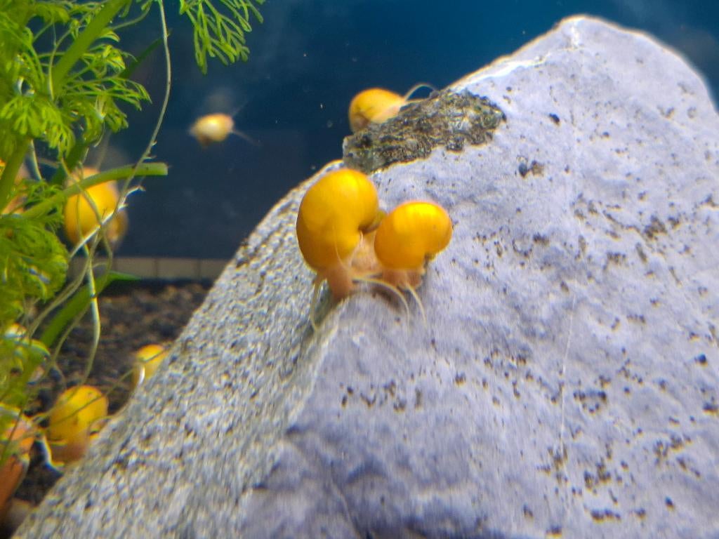 Appelslakken, Slak of Weekdier, Zoetwatervis