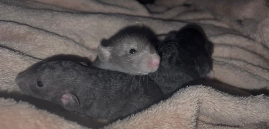 Lieve dumbo/Rex rittens, Dieren en Toebehoren, Knaagdieren, Rat, Maart, Meerdere dieren, Tam