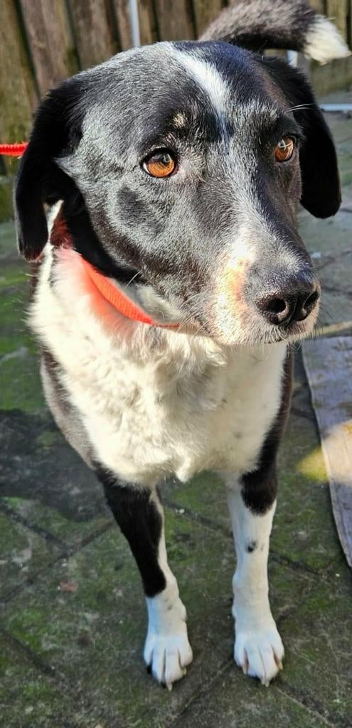 Zachtaardige lieve Branca van 2 jaar, Dieren en Toebehoren, Honden | Niet-rashonden, Particulier, 1 tot 2 jaar, Buitenland, Teef