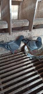 Postduiven jonge duiven, Meerdere dieren, Postduif