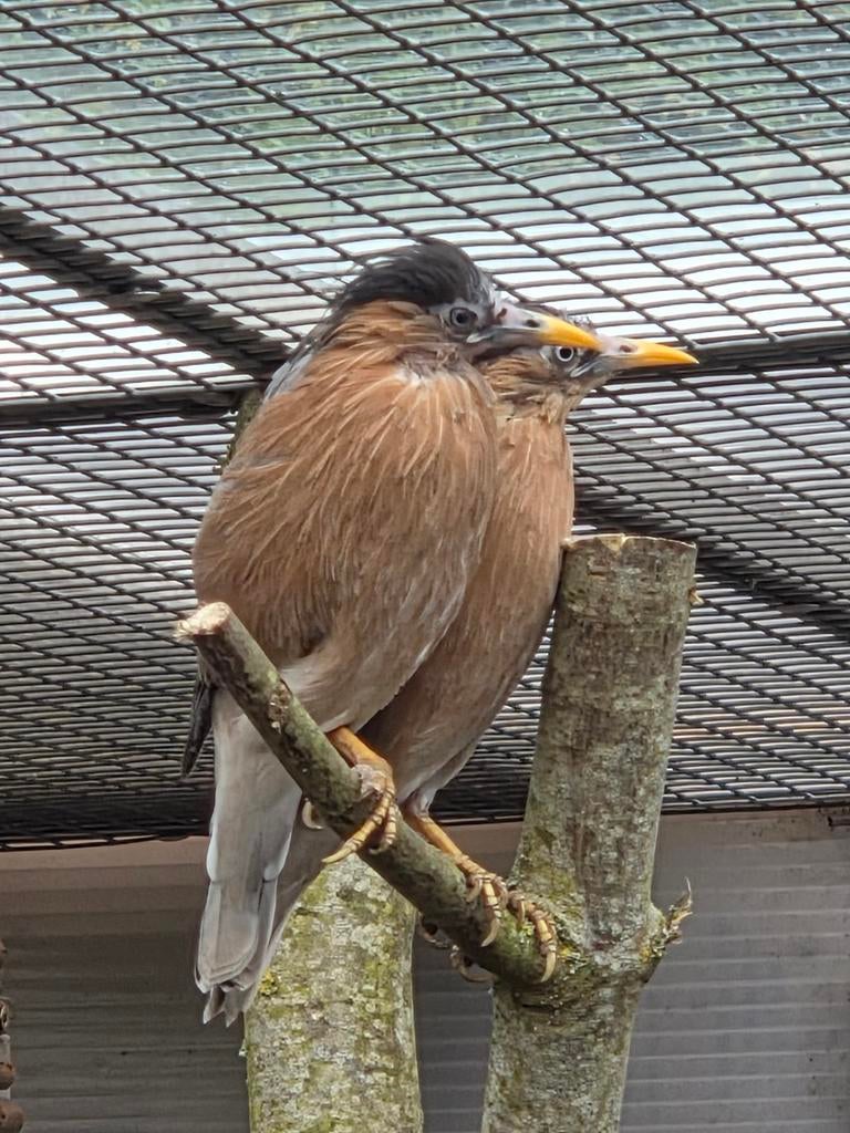 Koppel pagodespreeuw broedrijp, Dieren en Toebehoren, Meerdere dieren