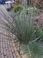 Gratis tuinplant biezen, Ophalen, Overige soorten, Volle zon