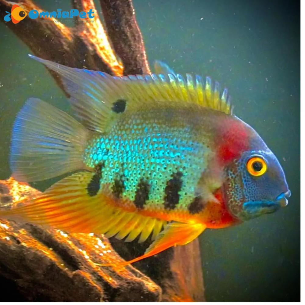 3 Jonge Heros Rotkeil, Vis