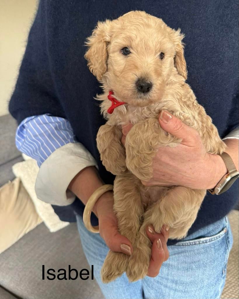Labradoodle teefje isabel zoekt een mandje, Dieren en Toebehoren, Honden | Niet-rashonden, 8 tot 15 weken, Teef, Parvo, Eén hond