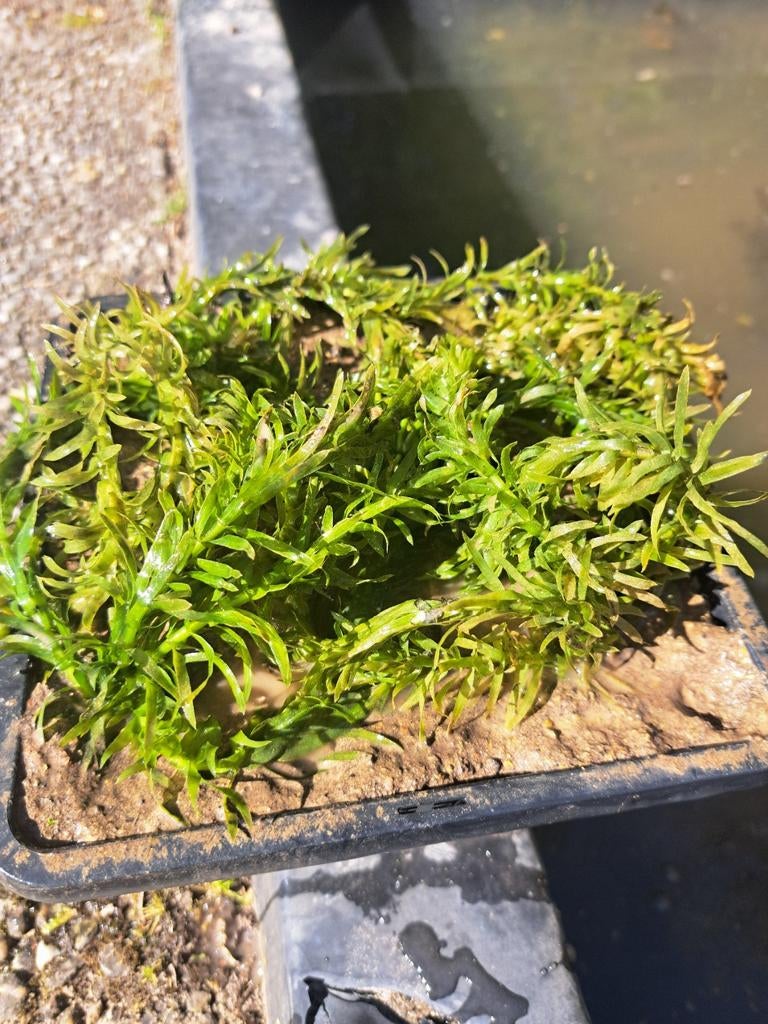 Zuurstofplanten Waterpest ( Elodea densa)  in mand, Ophalen, Nieuw