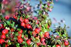 Cotoneaster op stam | Dwergmispel, Tuin en Terras, Treurboom, 100 tot 250 cm, Zomer, Ophalen