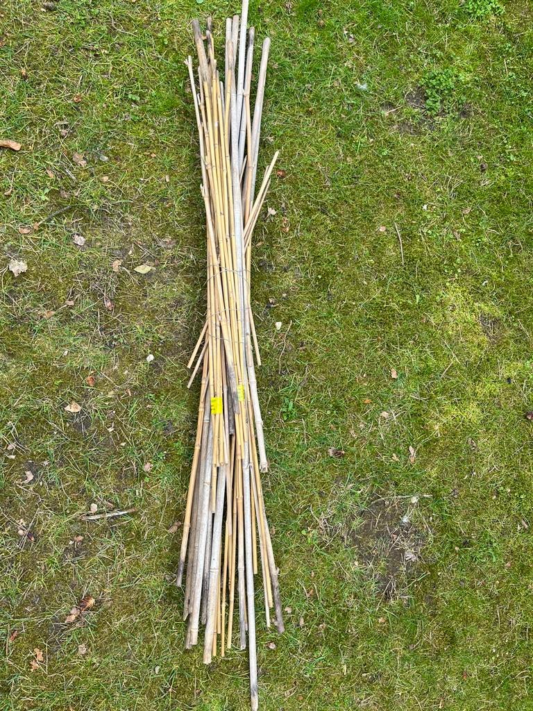 Bamboe stokken voor tuin en planten, Ophalen, Bloeit niet, Overige soorten