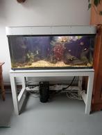 aquarium, Dieren en Toebehoren, Vissen | Aquaria en Toebehoren, Ophalen, Gebruikt, Gevuld zoetwateraquarium
