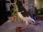 Taxidermie,Taxidermy Opgezette "scholenekster, Verzamelen, Ophalen of Verzenden, Zo goed als nieuw, Vogel, Opgezet dier