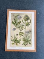 Vele prenten planten/bloemen/bomen 20x29 cm uitzoeken 5 euro, Ophalen of Verzenden, Natuur en Biologie