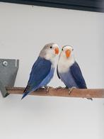 Fischerie, Meerdere dieren, Dwergpapegaai of Agapornis, Geringd