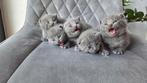 Britse Korthaar Kittens (Raszuiver), Poes, Ontwormd, 0 tot 2 jaar