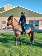 Een gouden hart op 4 benen, Met stamboom, Minder dan 160 cm, B, Ruin