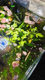 Water sprite / eikenbladvaren – snelgroeiende aquariumplant, Ophalen, Nieuw, Plant(en), Steen of Hout