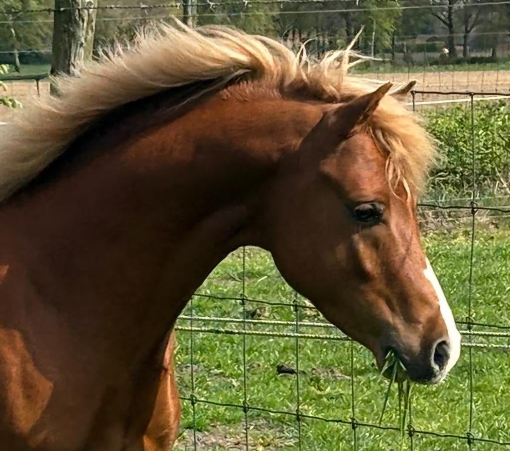 Mooie welsh pony, Met stamboom, Niet van toepassing, Hengst, 3 tot 6 jaar